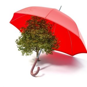 parasol-drzewo-ekologia